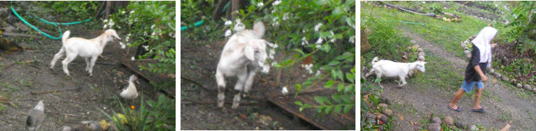 Images of one month old baby goat