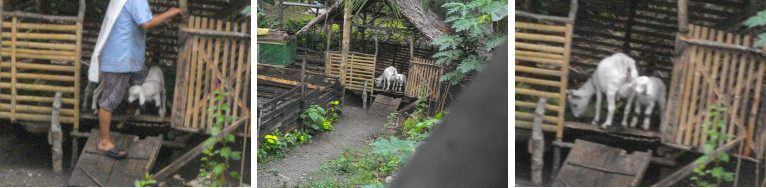 Images of baby goat