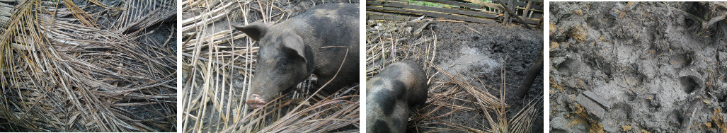 Images of pigs with coconut tree branches in muddy pig
          pen