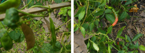 Images of Beans and Chilli growing