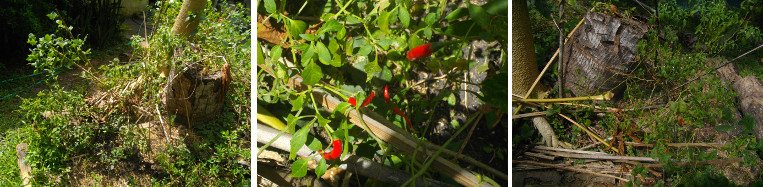 Images of Chillies growing in tropical garden