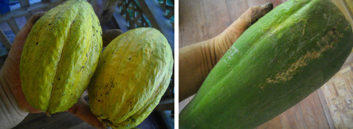 Images of Cocoa Pods and Papaya fruit