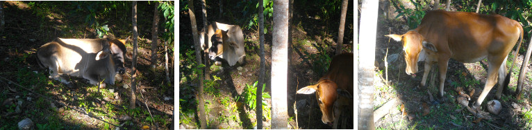 Images of tethered cows