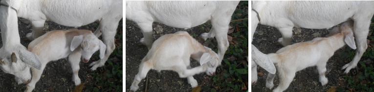 Images of young kid with mother goat
