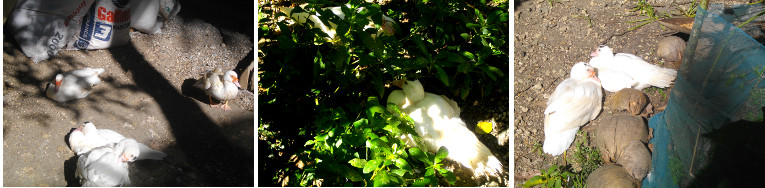 Images of Muscovy ducks sunning themselves