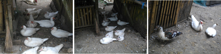 Images of Muscovy ducks