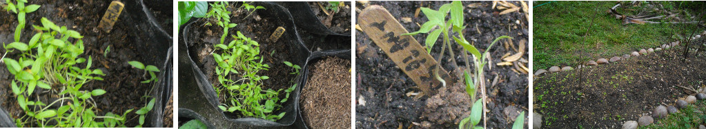 Images of Eggplant Seedlings before and after
          transplanting