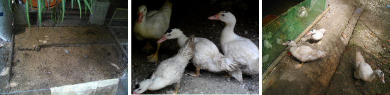Images of Ducks after being freed from Fattening Pen