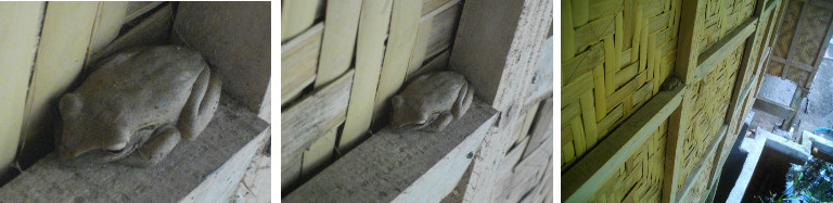 Images of frog on wall