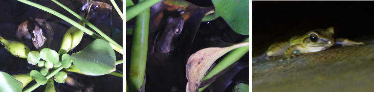 Images of tropical frogs visiting a water tank at
          night