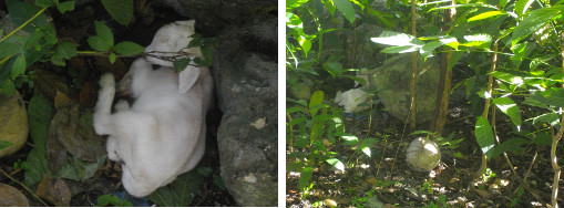 Images of goat kid hid in landscape