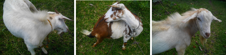 Images of goats