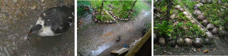 Images of first rain of the year in Baclayon