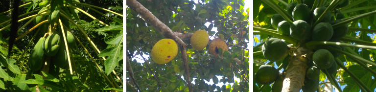 Images of Papaya and Jack Fruit growing on trees