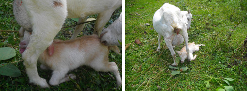 Images of newly born goat