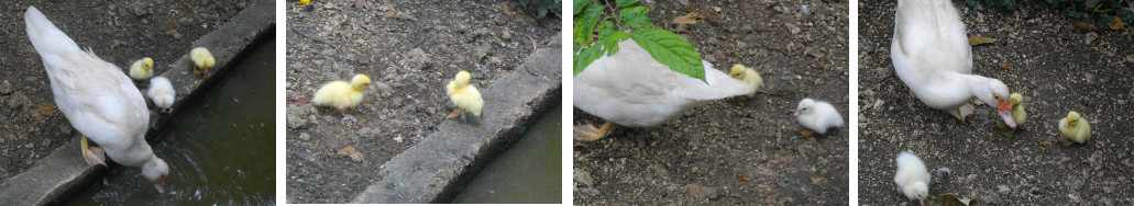 Images of newly born ducklings