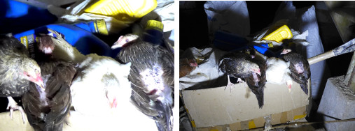 Images of young chickens disturbed by torchlight at
          night