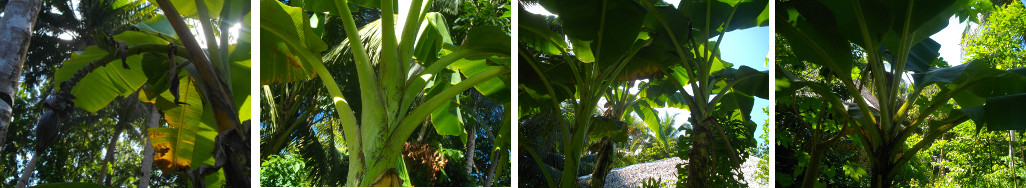 Images of Banana trees