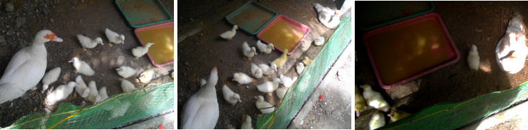 Images of two duck families mixed together