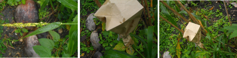 Images of sorghum seeds protected from chickens by
            paper bags
