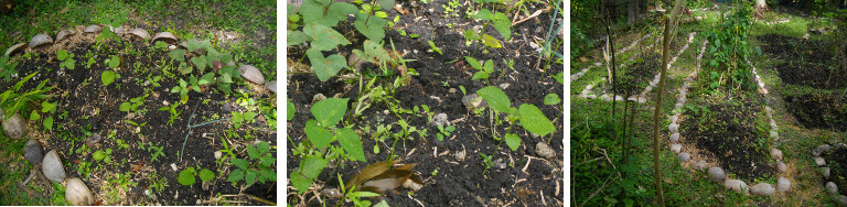 Images of seedlings growing in extended garden patch