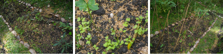 Images of young seedlings growing in recently
          renovated garden patch