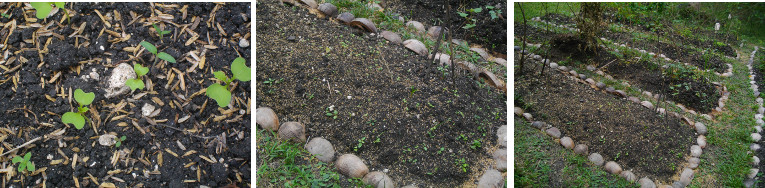 Images of seedlings growing in tropical garden patch