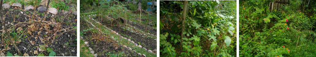 Images of various patches in tropical garden