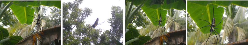 Images of spider in tropical garden