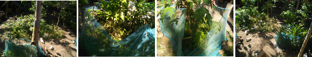 IMages of unfinished garden patches in tropical
          garden