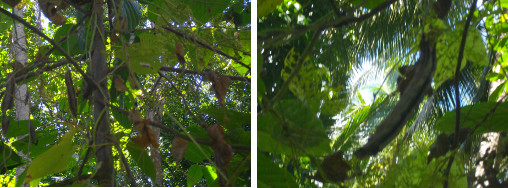 Images of winged Bean pods hanging from trees before
          reseeding themselves