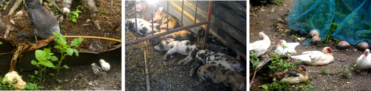 Images of chicks, piglets and ducks
        enjoying the morning