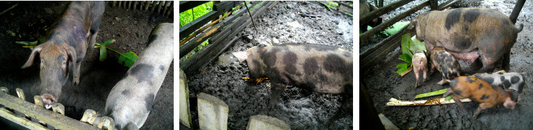 Images of tropical backyard pigs