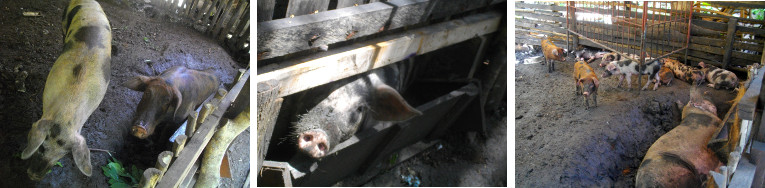 Images of tropical backyard pigs