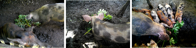 Images of tropical backyard pigs
        enjoying a snack