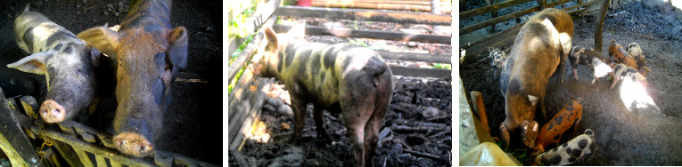 Images of pigs in tropical backyard