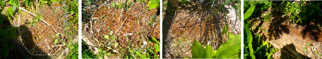 Images of anti-chicken wire protecting newly seeded
        ground