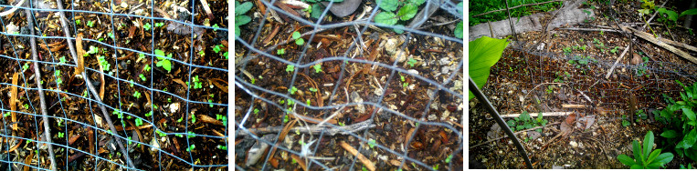 Images of seeds sprouting under anti-chicken wire in
        tropical garden