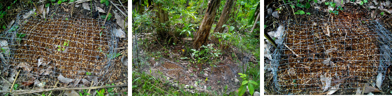 Images of recently seeded tropical gardent patch