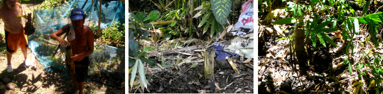 Images of Giant Bamboo roots before and after planting