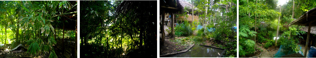 Images of area before and after bamboo has been trimmed
        back