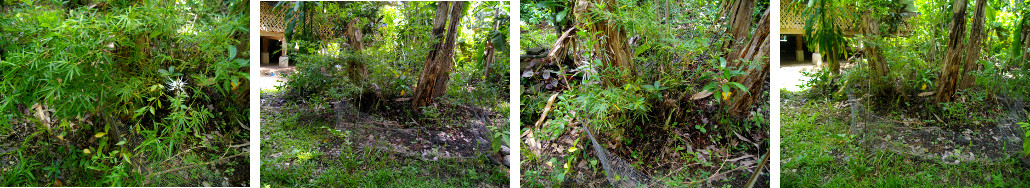 Images of decorative Bamboo before and after trimming