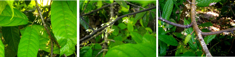 Images of flowering Cacao Tree