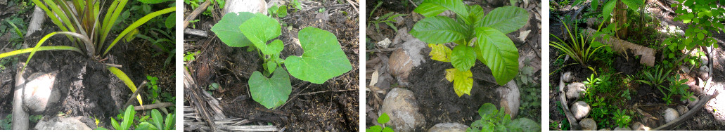 Images of composted plants in tropical garden