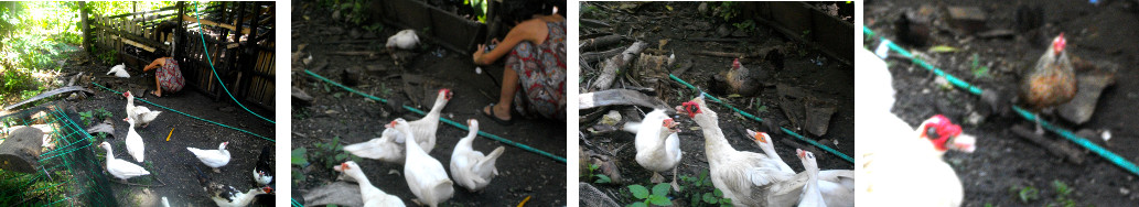 Images of a fight between a duck and a chicken