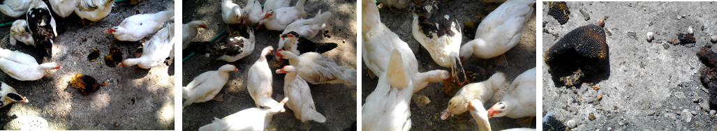 Images of Muscovy ducks eating a lanka fruit