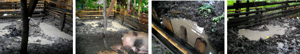 Images of flooded tropical backyard pig pens