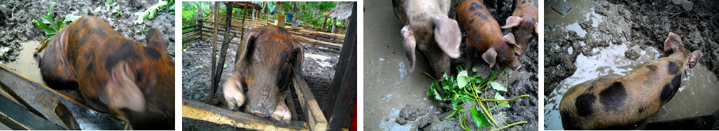 Images of tropical backyard pigs enjoying flooded pig
        pens