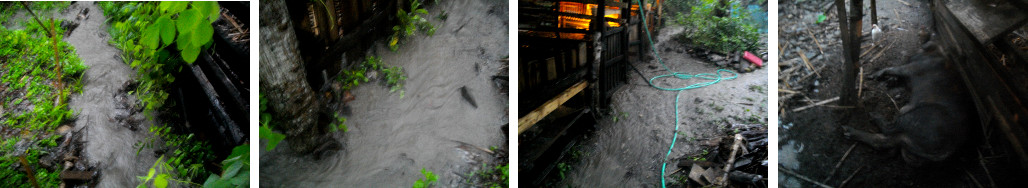 Images of tropical flooding around pig pens