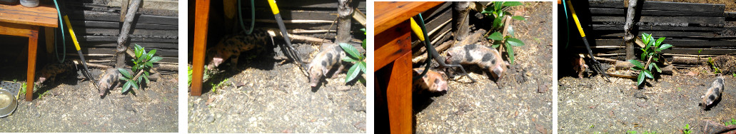 IMages of piglets escaping from pen in a tropical
        backyard